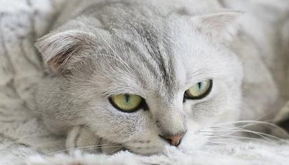 青岛伴游,定制QQ:3494206190微信:act1322